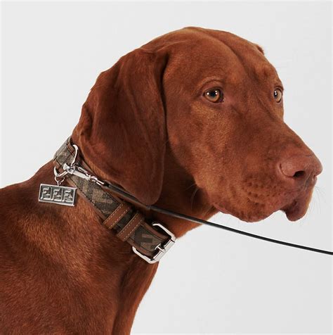 high end dog collar brands